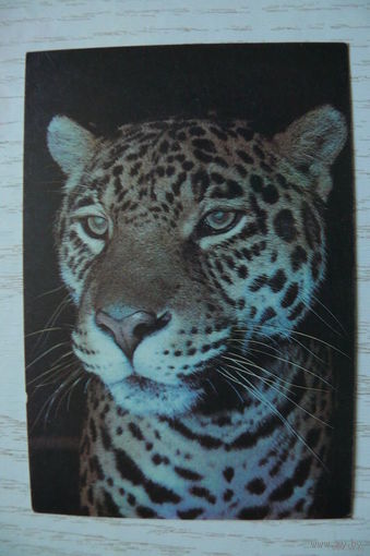 Календарик, 1992, Леопард.