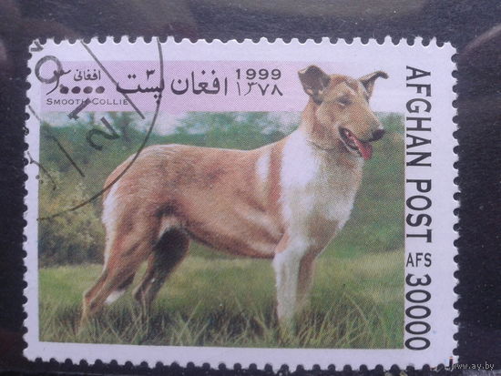 Афганистан 1999 Собака