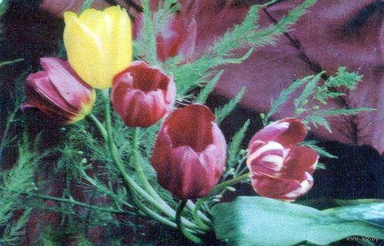 Открытка.Цветы.Тюльпаны.М осква.1968