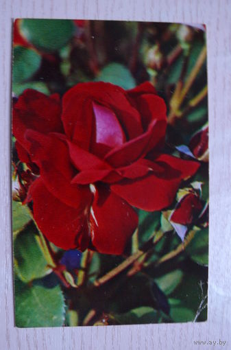 Матанов Н., Красная роза; 1974, чистая (размер 9*14).