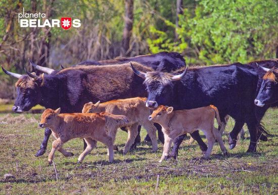 Беларусь 2022  посткроссинг фауна туроподобный скот