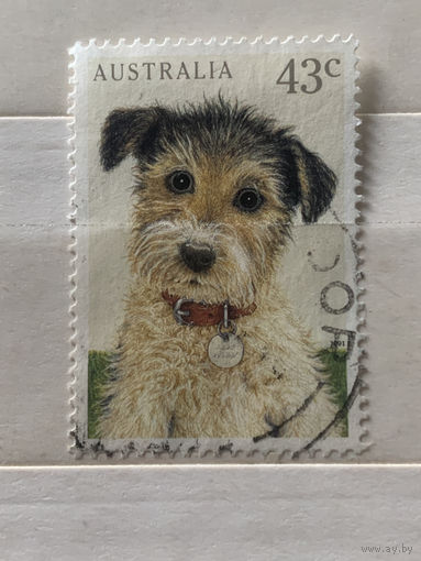 Австралия 1991. Породы собак