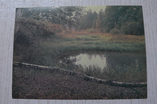 Гиппенрейтер В., Осень; 1987, чистая.
