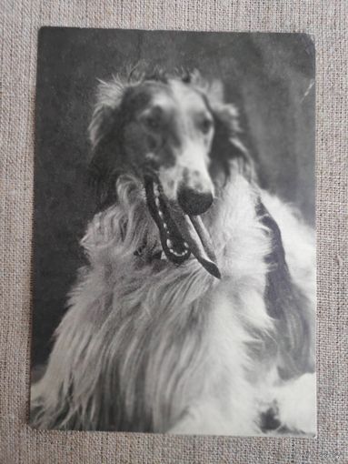 Открытка собака "Борзая" 1969 г.