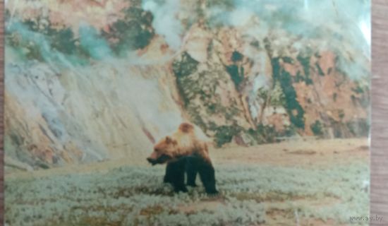 Бурый медведь. Фото Николаенко В. 1986