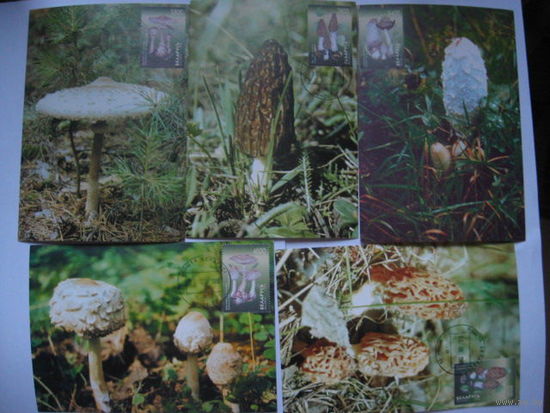 Картмаксимум 1998  грибы