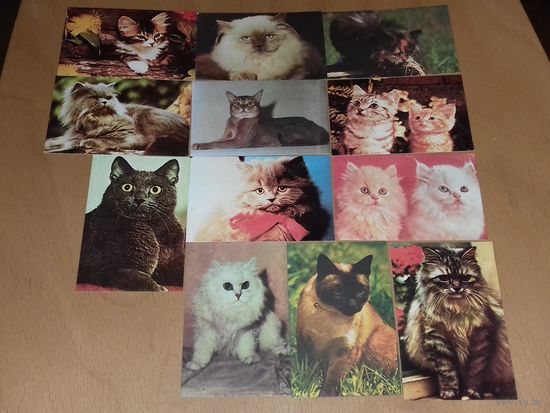 Календарики 1989 Латвия. Кошки. Коты. Полная серия 12 шт. одним лотом
