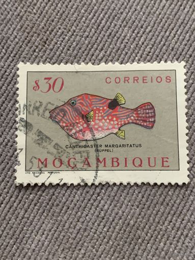 Мозамбик. Рыбы. Canthigaster Margaritatus