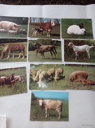 Открытки СССР с домашними животными, лошадь, корова, свинка, кролик, козочка, осел