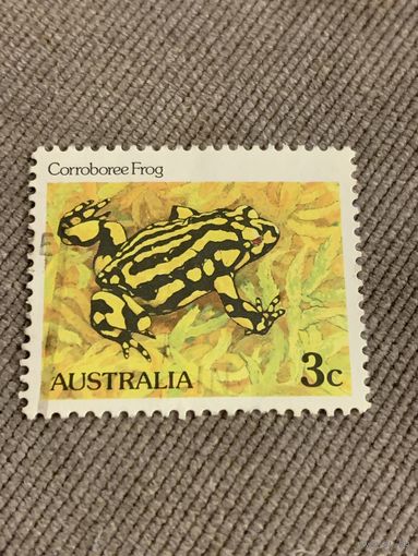 Австралия. Corroborate Frog