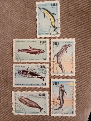 Куба 1984. Дельфины и киты