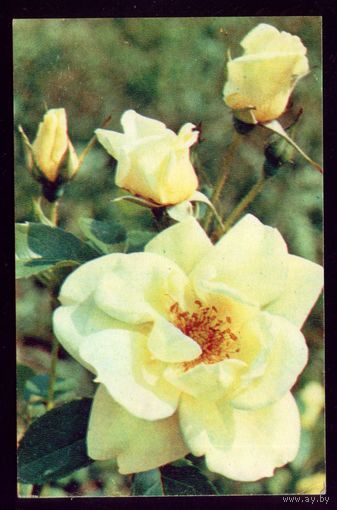 Розы Палома