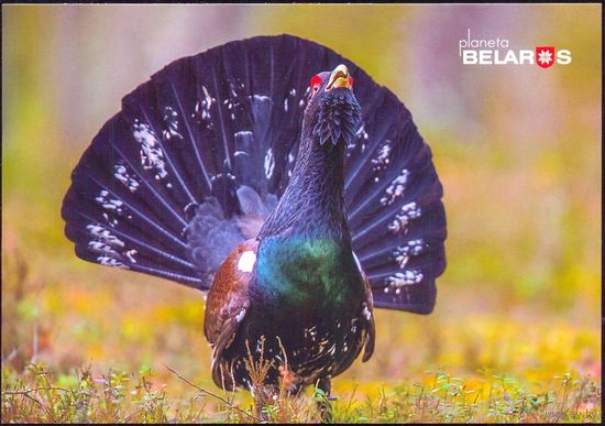 Беларусь 2019 посткроссинг открытка фауна птицы глухарь