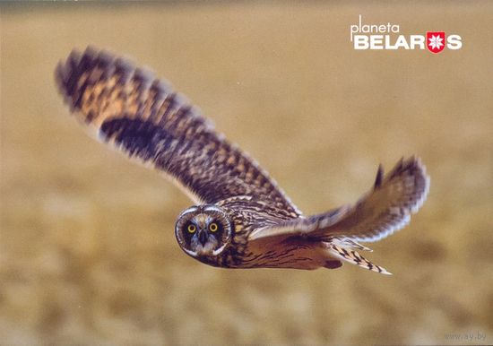 Беларусь 2022 посткроссинг фауна птицы болотная сова