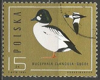 Польша. Водоплавающие птицы. Нырок-свистун. 1985г. Mi#2998.