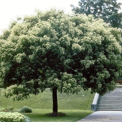 Эводия Даниэля, Медовое дерево Саженец ЗКС 25 см, 1 год.