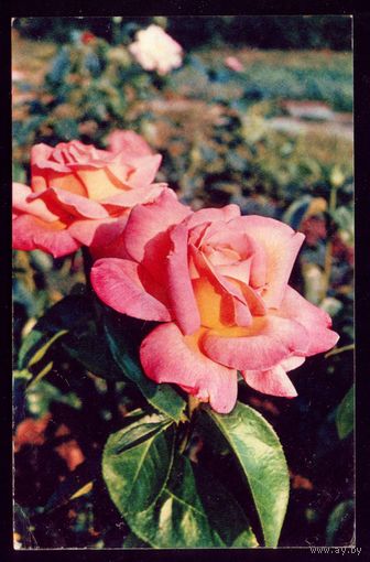 Розы Глория Дей