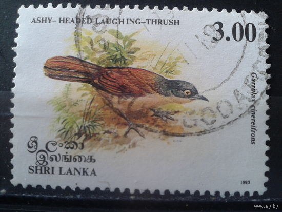 Шри-Ланка 1993 Птица