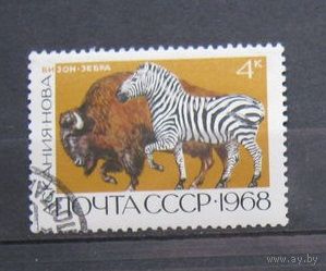 1968 СССР. Фауна. Советские заповедники. Бизон Зебра