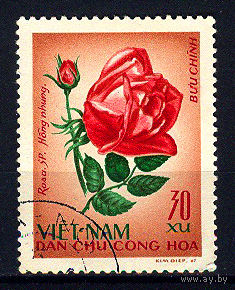1968 Северный Вьетнам. Роза
