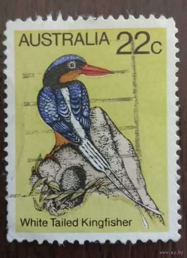 Австралия Птицы