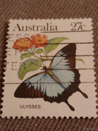 Австралия. Фауна. Бабочка. Ulysses