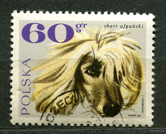 Собаки. Афганская борзая. Польша. 1968